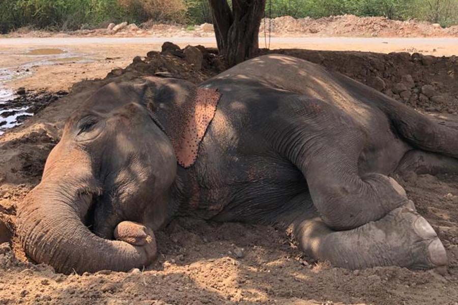 Justice for Lakshmi - Ban Elephants from India's Roadways!