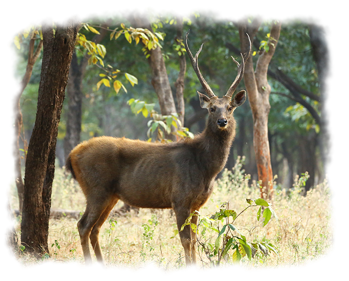 Sambar Deer