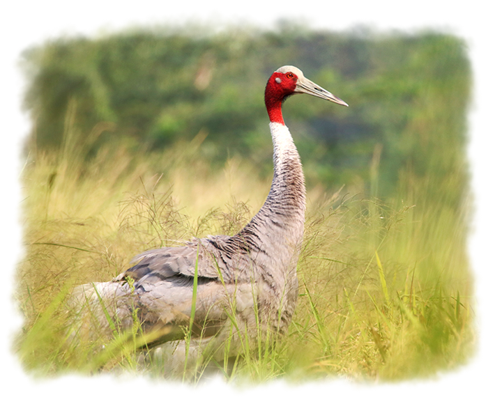 Sarus Crane