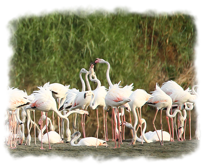 Flamingo