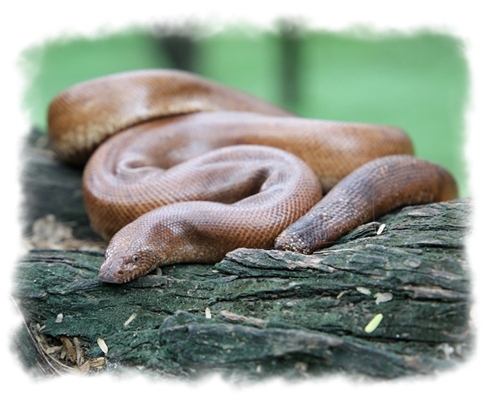 RED SAND BOA