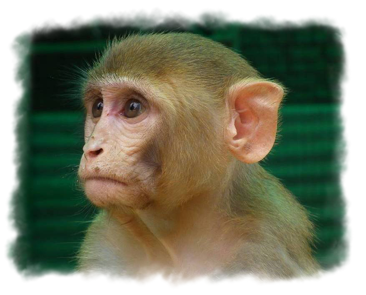 RHESUS MACAQUE