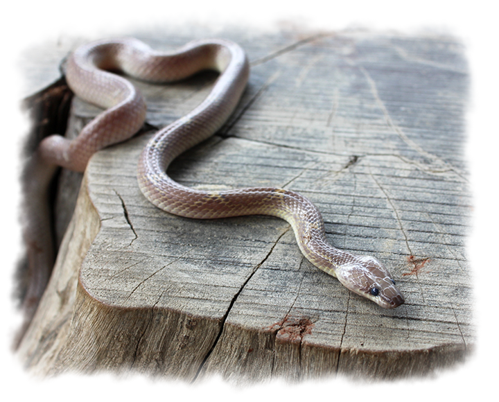 COMMON WOLF SNAKE