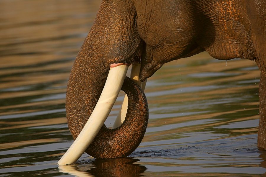 elephant river bathing summer management