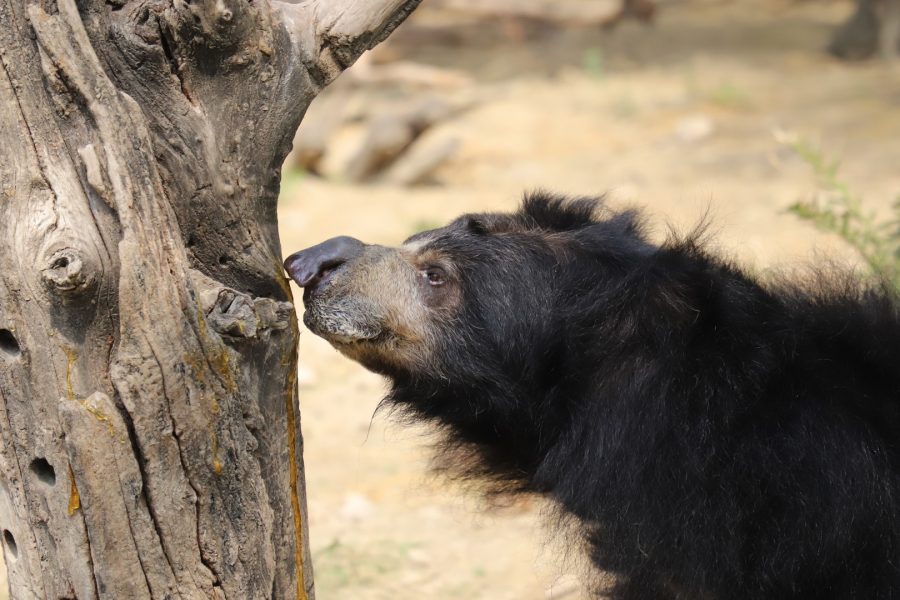 mangee bear of the month