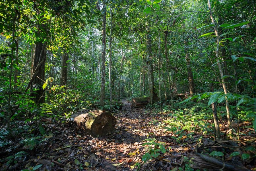 biodiversity hotspot