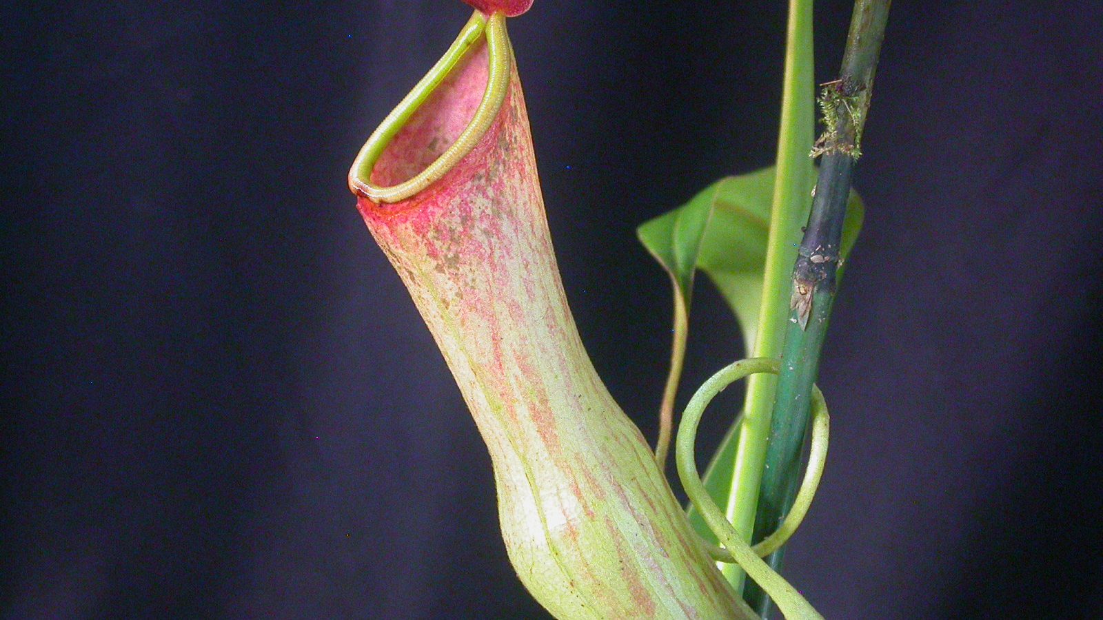 indian pitcher plant