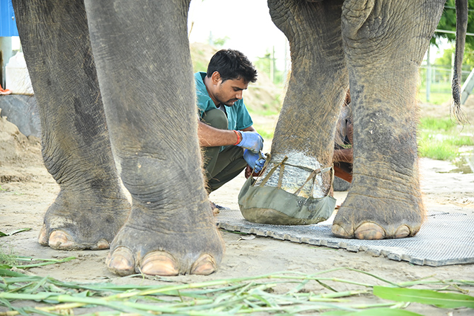PLIGHT OF CAPTIVE ELEPHANTS