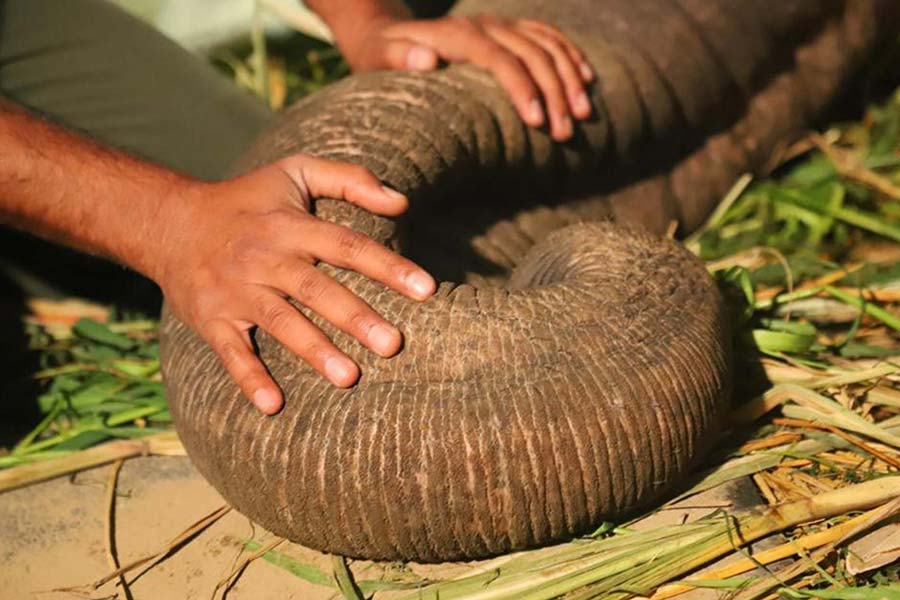 Require Bi-Annual Health Inspections for Captive Elephants