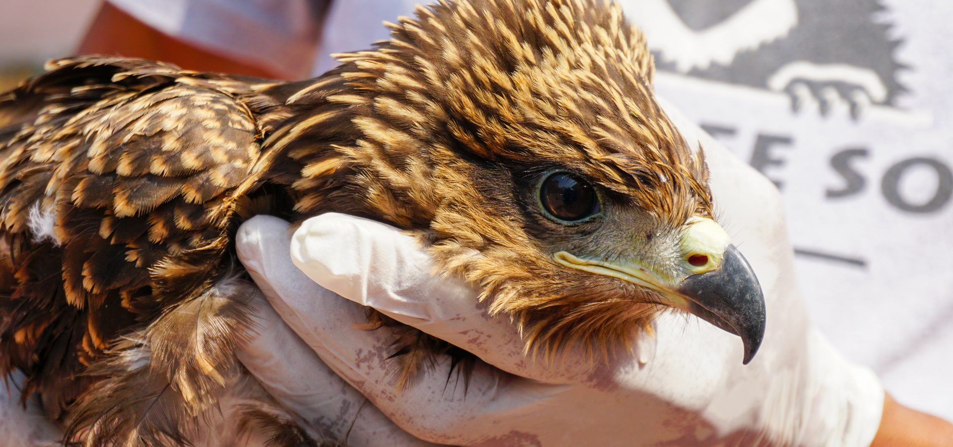 Black kites are some of the avifauna most frequently susceptible to dehydration