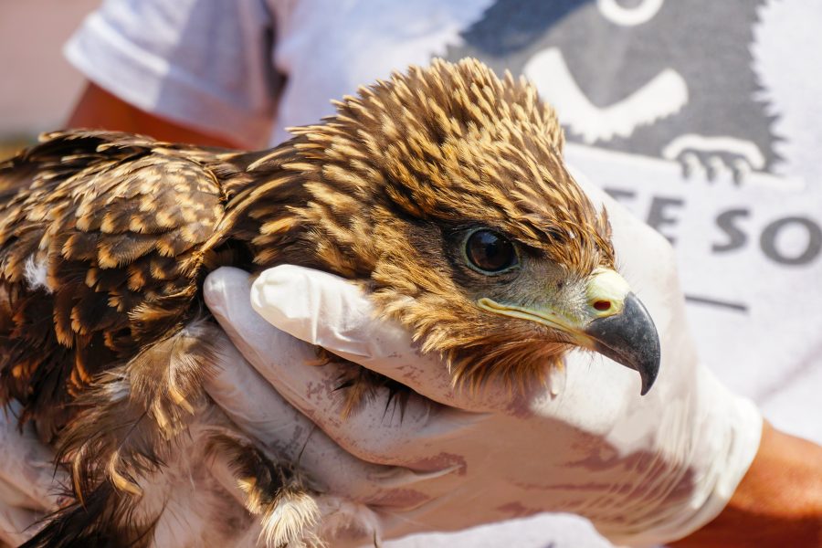 Black kites are some of the avifauna most frequently susceptible to dehydration