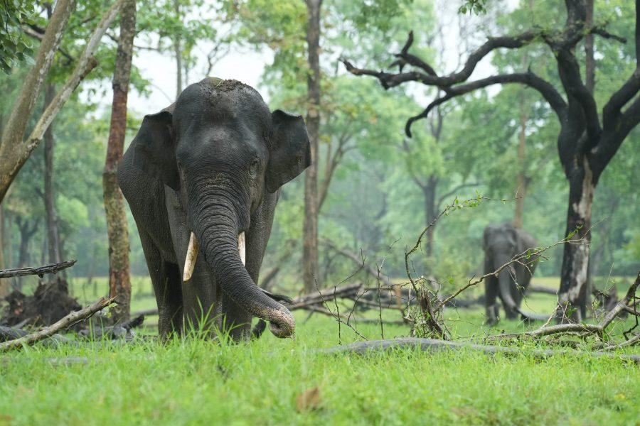 Elephant Conservation
