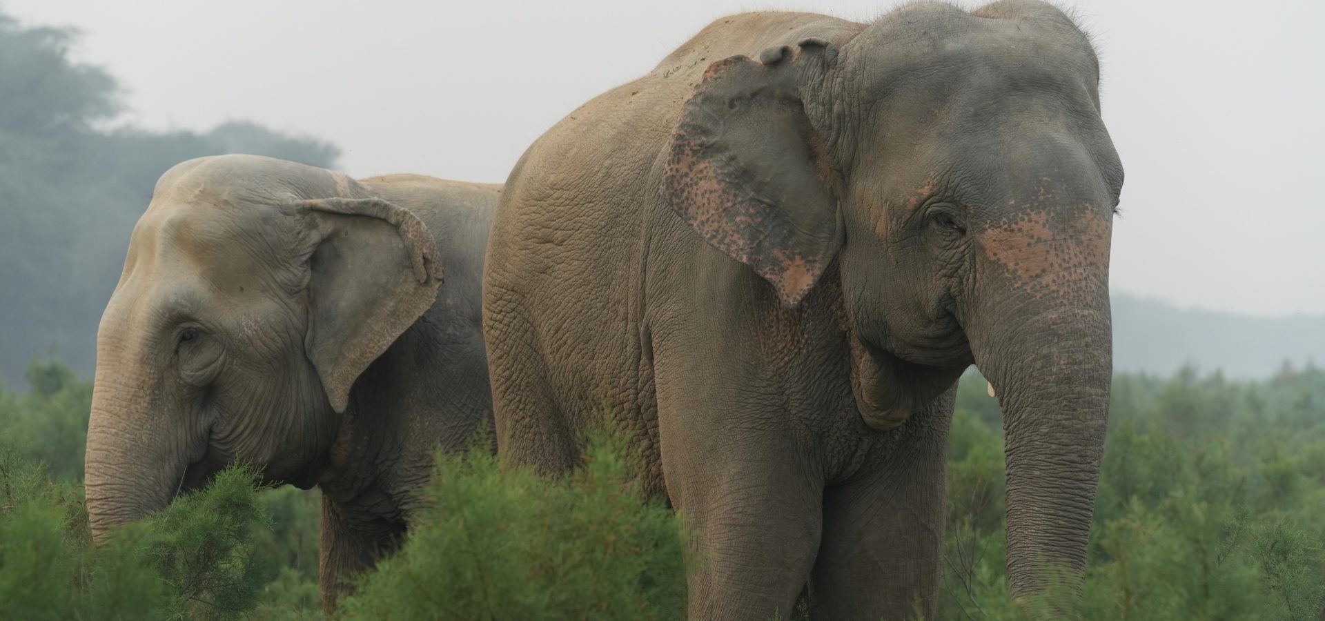 Taj and Tara