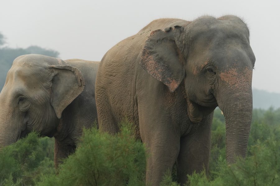 Taj and Tara