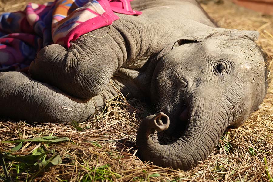 Protect Elephant From Speeding Trains