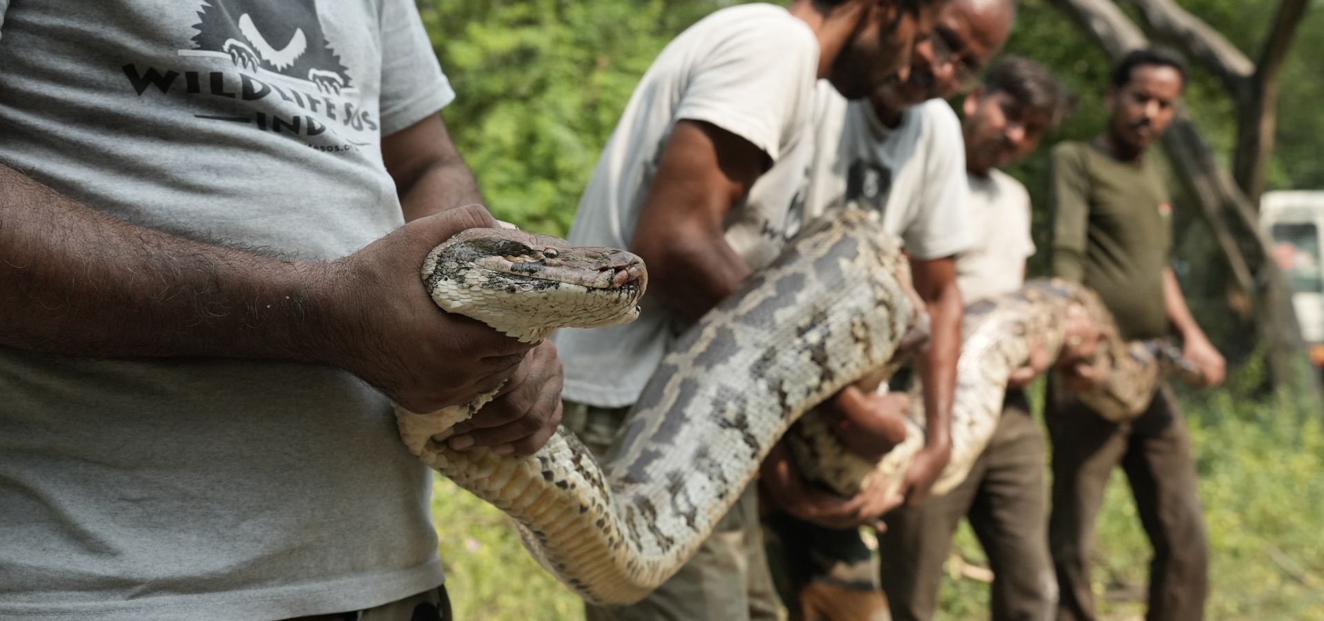Rescued Python