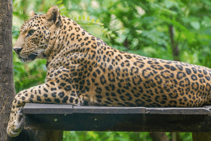 Leopard Jaya