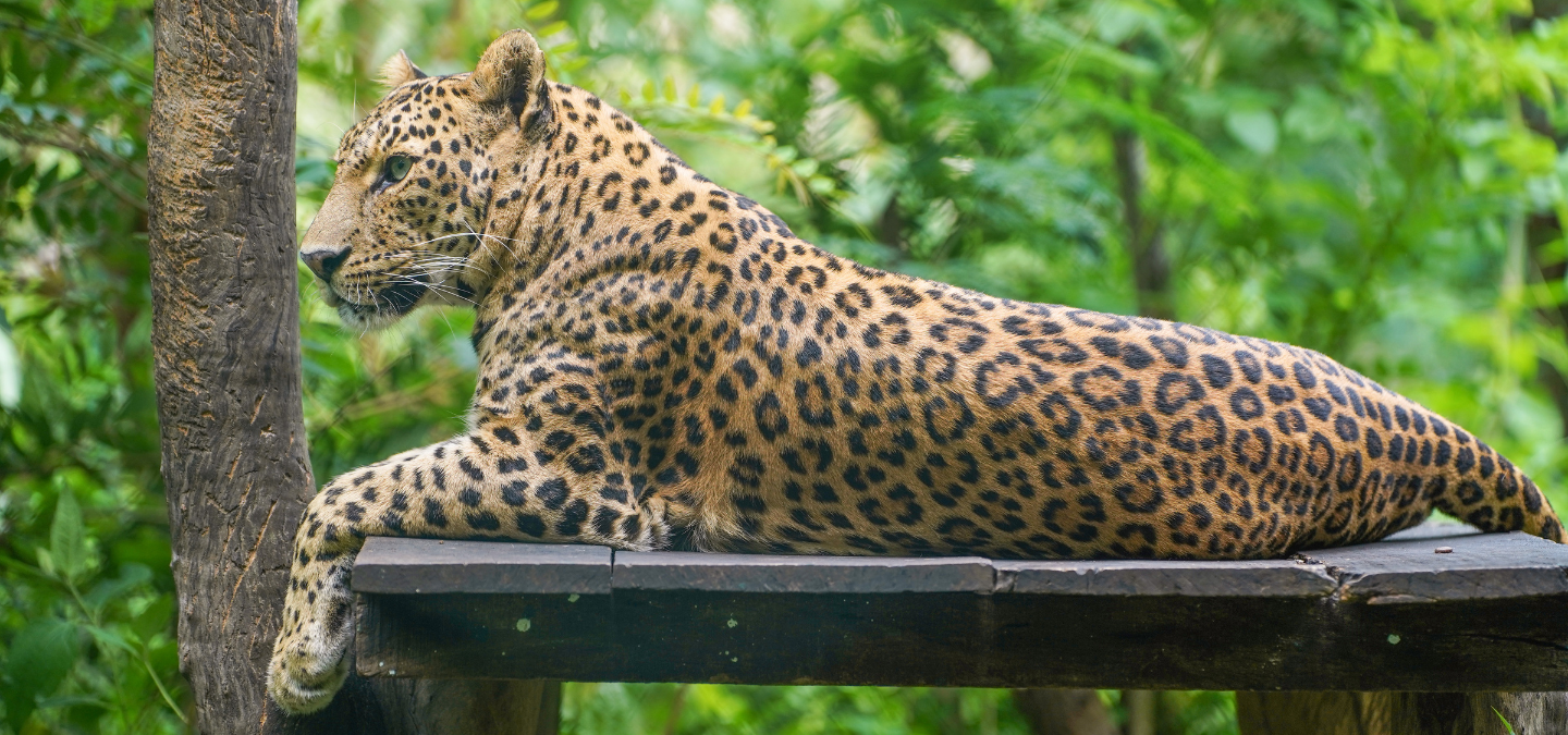 Leopard Jaya